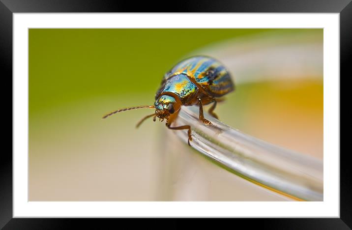 Disco Bug?  Framed Mounted Print by mike fendt