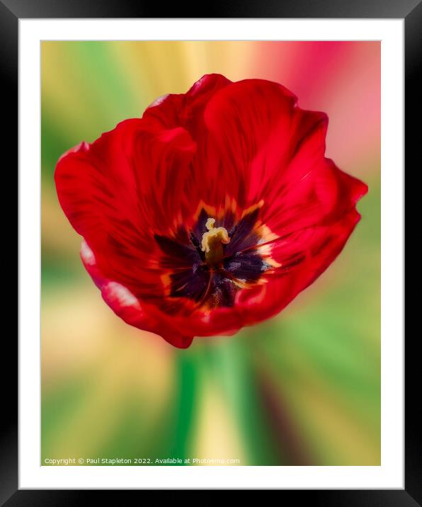 Single Red Tulip Framed Mounted Print by Paul Stapleton