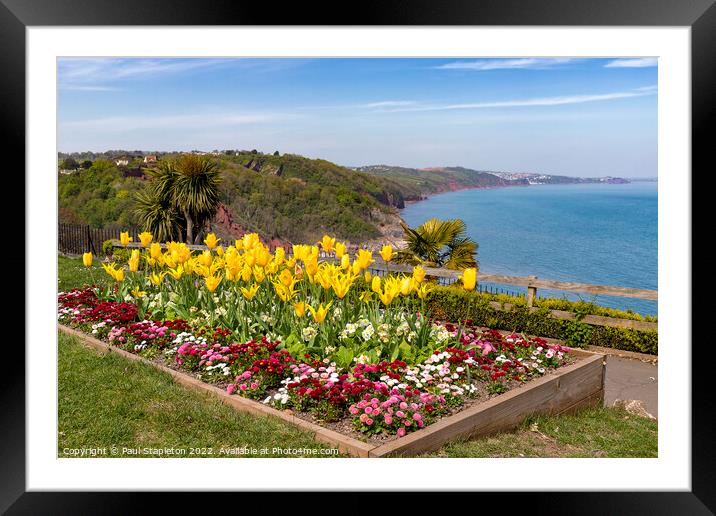 Yellow Tulips on Babbacombe Downs Framed Mounted Print by Paul Stapleton