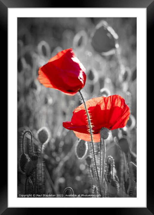 Poppy Abstract Colour Pop Framed Mounted Print by Paul Stapleton