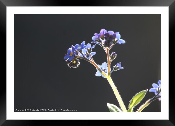 Backlit Forget-me-Not Flowers Framed Mounted Print by Imladris 