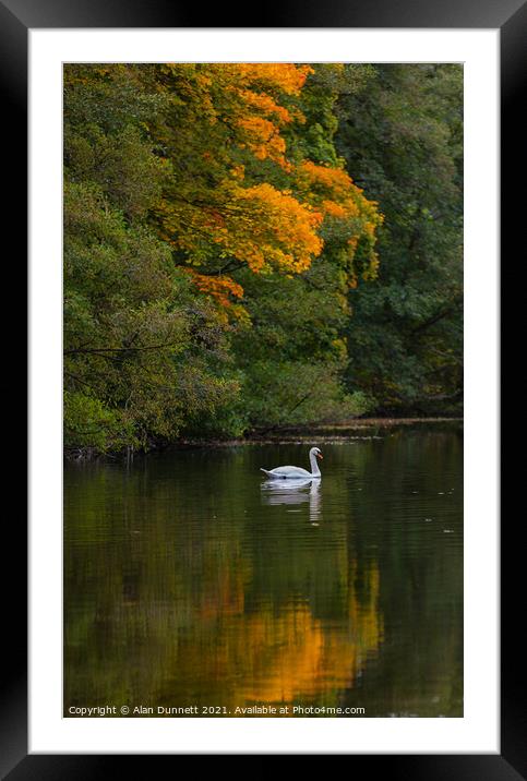 Autumn Swan  Framed Mounted Print by Alan Dunnett
