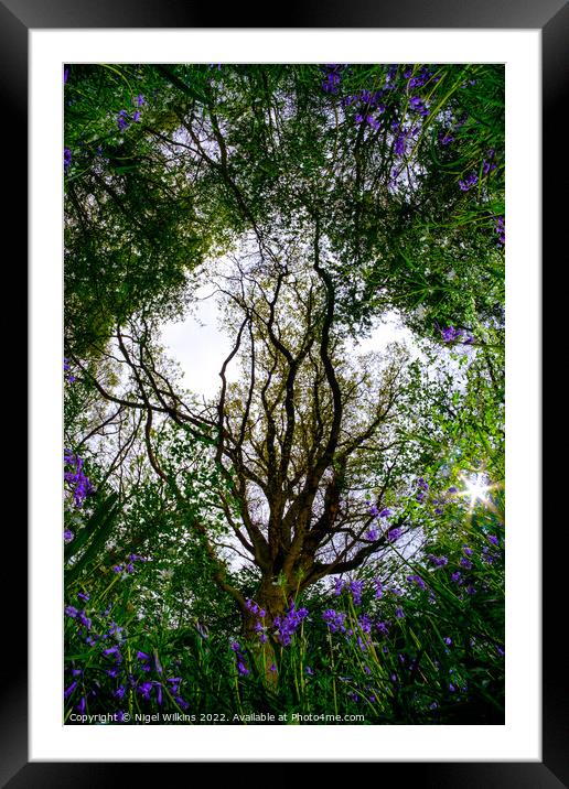 The Forest Floor Framed Mounted Print by Nigel Wilkins