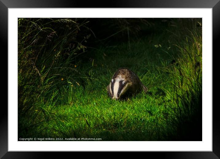 Badger Framed Mounted Print by Nigel Wilkins
