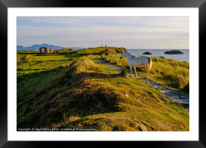 Wild Pony, Anglesey Framed Mounted Print by Nigel Wilkins