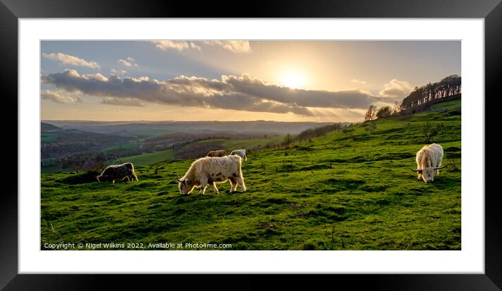 Highland Cattle Grazing - Derbyshire Dales Framed Mounted Print by Nigel Wilkins