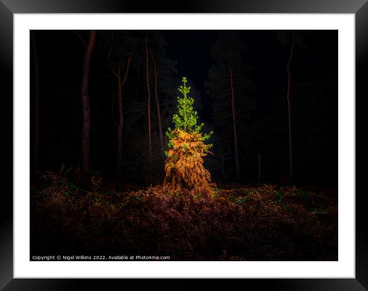 Nature's Christmas Tree Framed Mounted Print by Nigel Wilkins