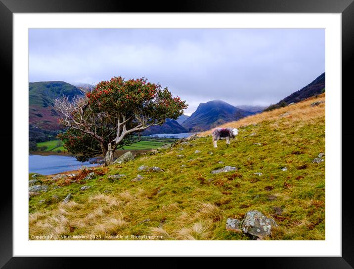 Herdwick Sheep, Lake District Framed Mounted Print by Nigel Wilkins