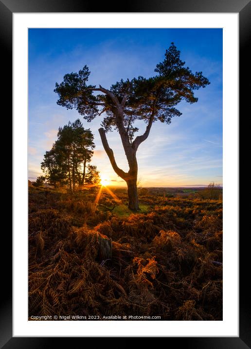 Cannock Chase Sunset Framed Mounted Print by Nigel Wilkins