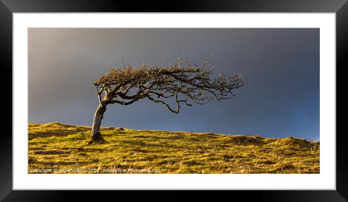 Lone tree Framed Mounted Print by Nigel Wilkins