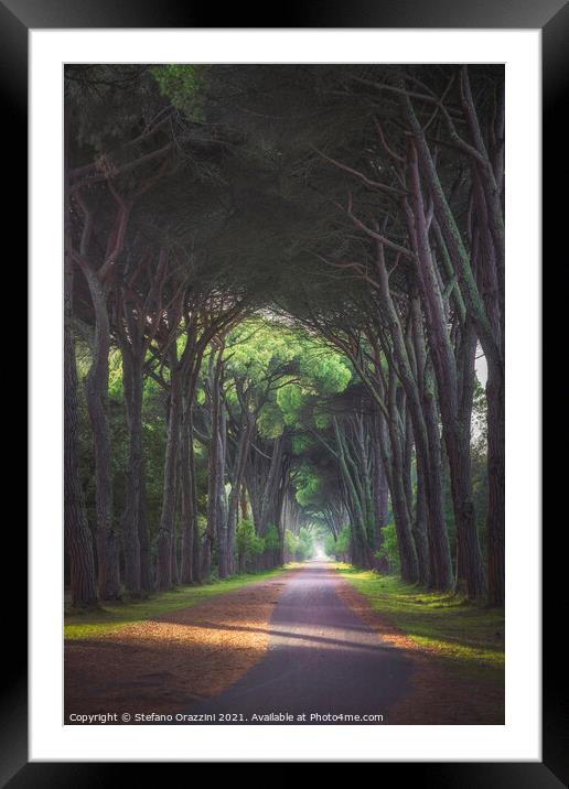 San Rossore park, footpath in pine tree misty forest Framed Mounted Print by Stefano Orazzini