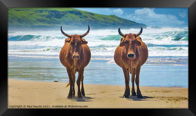 Transkei Xhosa Nguni on Wild coast beach South Afr Framed Print by Paul Naude