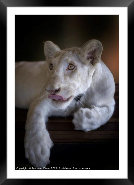 White lion cub (Panthera leo krugeri) Framed Mounted Print by Raymond Evans
