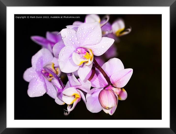 Orchid flower Framed Mounted Print by Mark Dunn