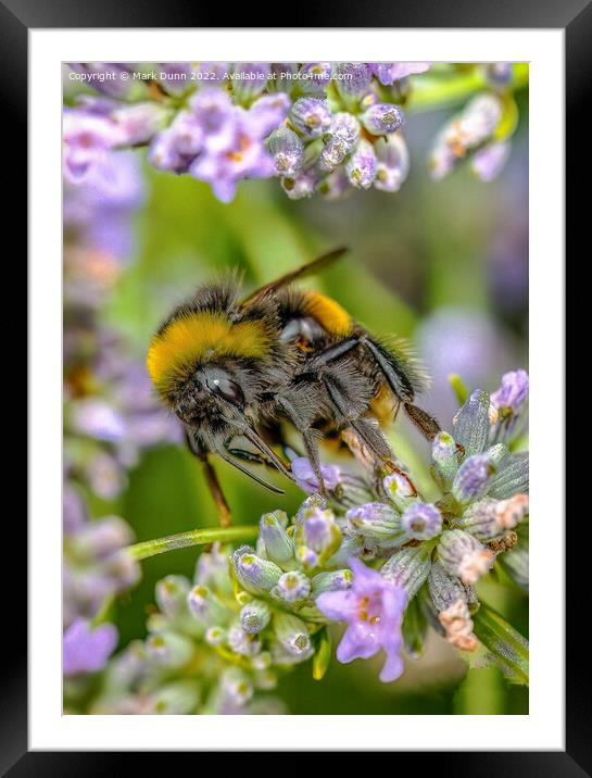 Bee on Lavender Framed Mounted Print by Mark Dunn