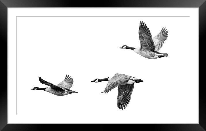 Canada Geese Framed Mounted Print by Stephen Young