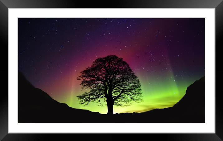 Sycamore Gap Tree  Framed Mounted Print by CC Designs
