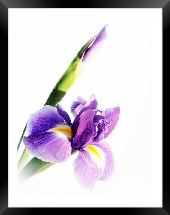Iris In Bloom Framed Mounted Print by Aj’s Images