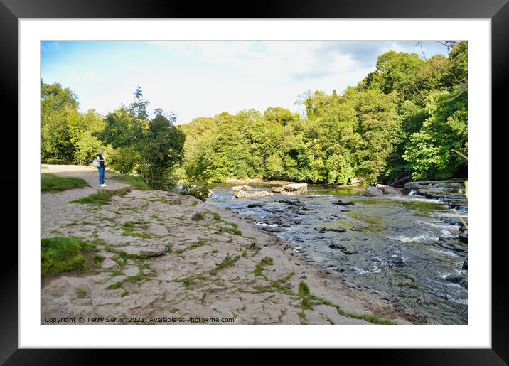 Upper Aysgarth Falls in Summer on the River Ure at Framed Mounted Print by Terry Senior