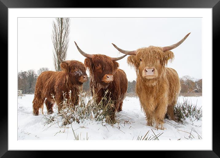Buy Framed Mounted Prints of Three of a kind by Simon Wrigglesworth