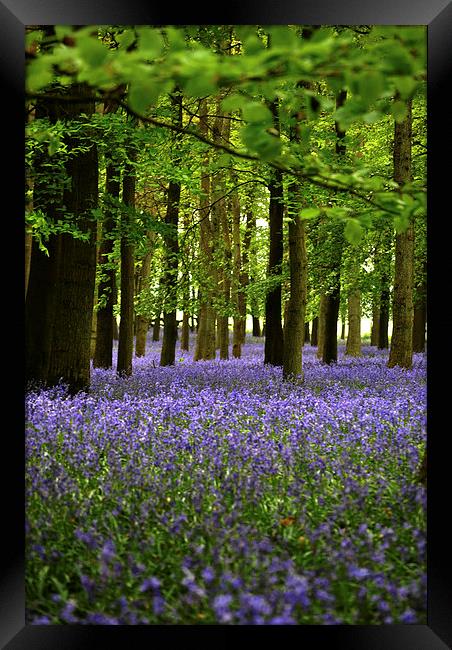 Bluebells Framed Print by graham young