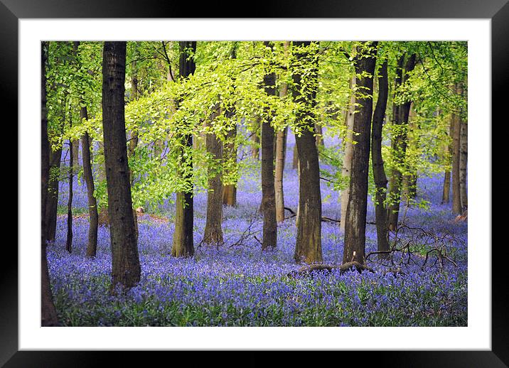 Bluebells at Ashridge Framed Mounted Print by graham young