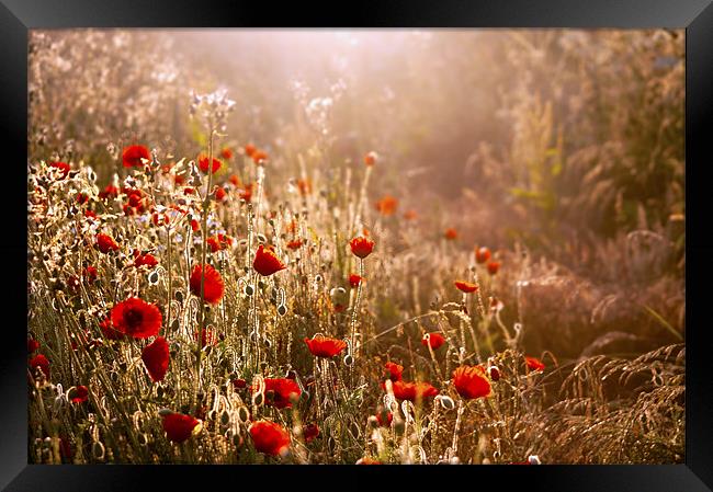 Morning light on Poppies Framed Print by Dawn Cox