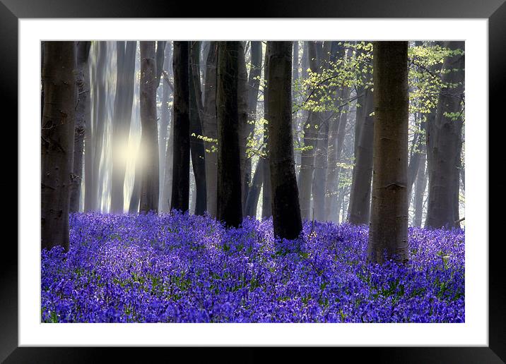 Bluebell Wood Framed Mounted Print by Tony Bates