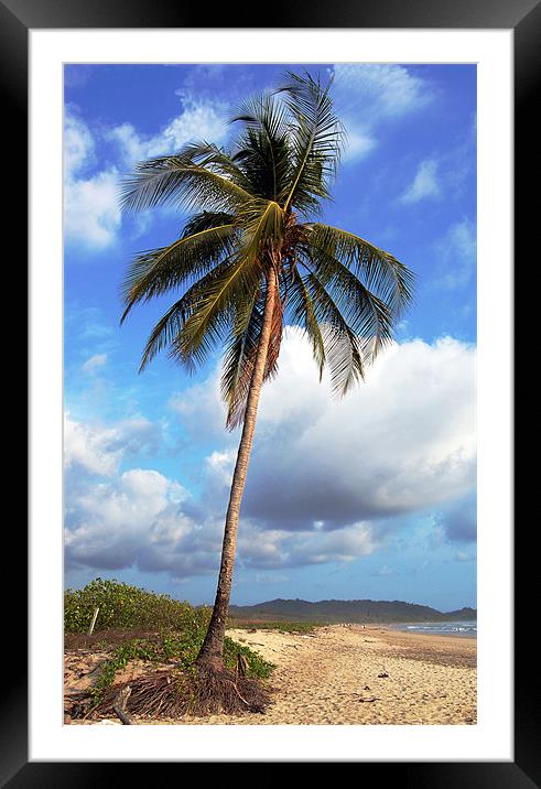 Palm Tree 2  Framed Mounted Print by james balzano, jr.