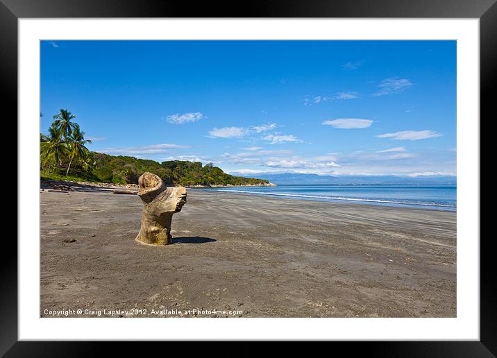 driftwood on a beautiful beach Framed Mounted Print by Craig Lapsley