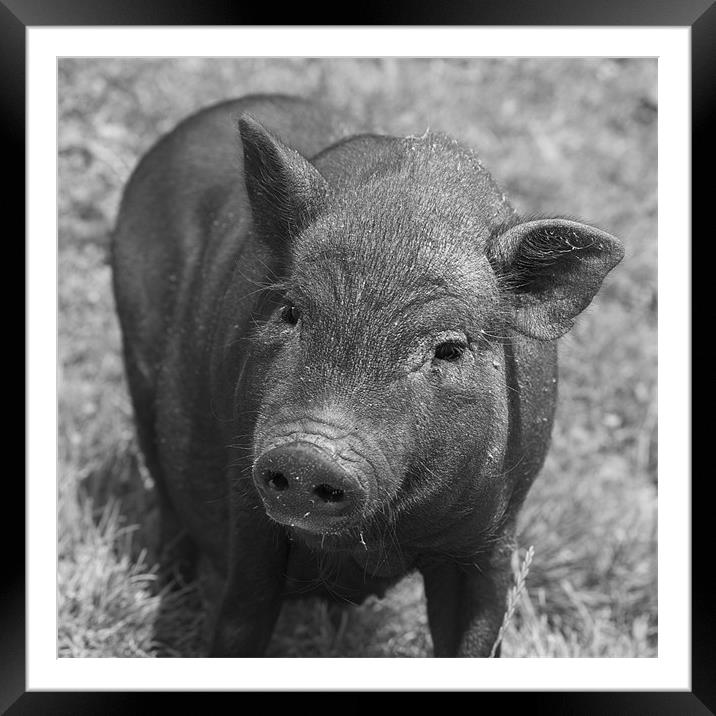 pig Framed Mounted Print by Thomas Stroehle