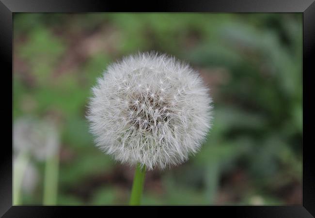perfect dandelion Framed Print by Northeast Images