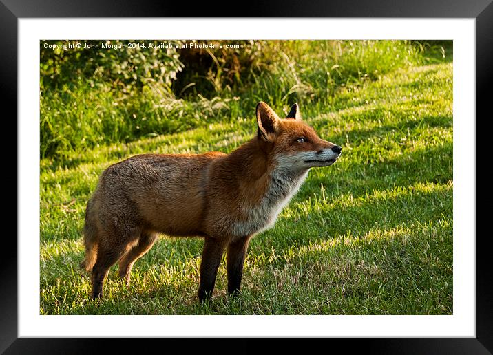 Fox. Framed Mounted Print by John Morgan