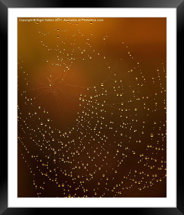 Web of Tear Drops Framed Mounted Print by Nigel Hatton