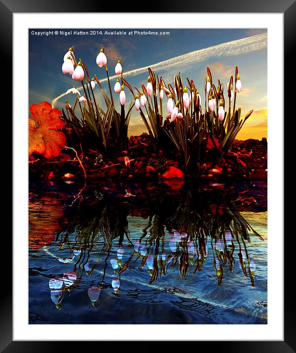 Snow Drop Reflections Framed Mounted Print by Nigel Hatton