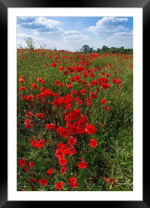 Poppies in field Framed Mounted Print by Gary Eason
