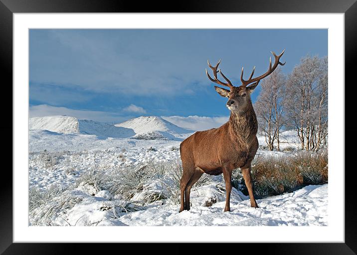 Buy Framed Mounted Prints of Deer Stag, Glencoe by Grant Glen