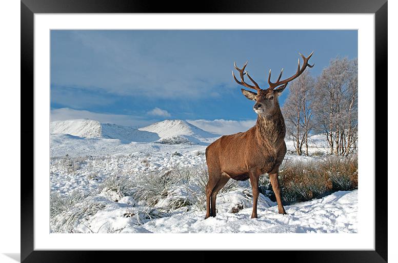 Buy Framed Mounted Prints of Deer Stag, Glencoe by Grant Glen