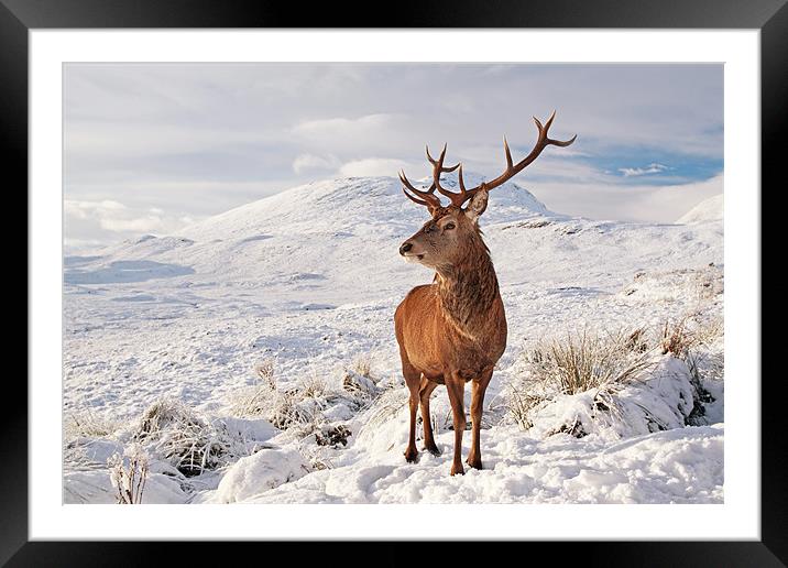 Deer Stag in the snow Framed Mounted Print by Grant Glendinning