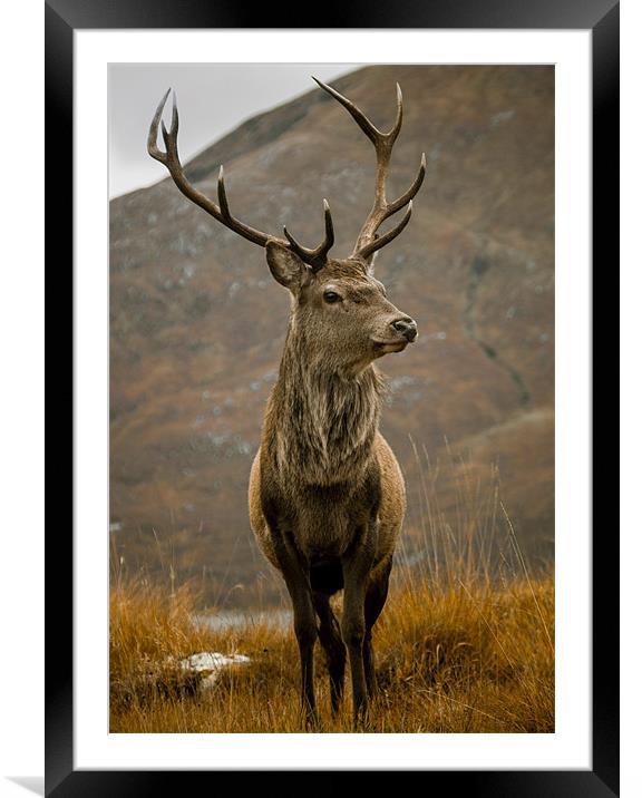 Buy Framed Mounted Prints of Monarch of the Glen in Glen Garry, Scottish Highla by Derek Beattie