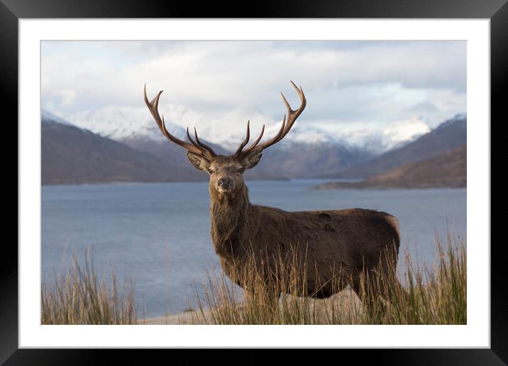 Royal Red Deer Stag in Winter Framed Mounted Print by Derek Beattie