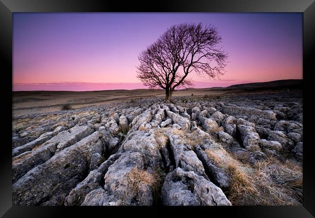 The Lone Tree Framed Print by Gary Mather