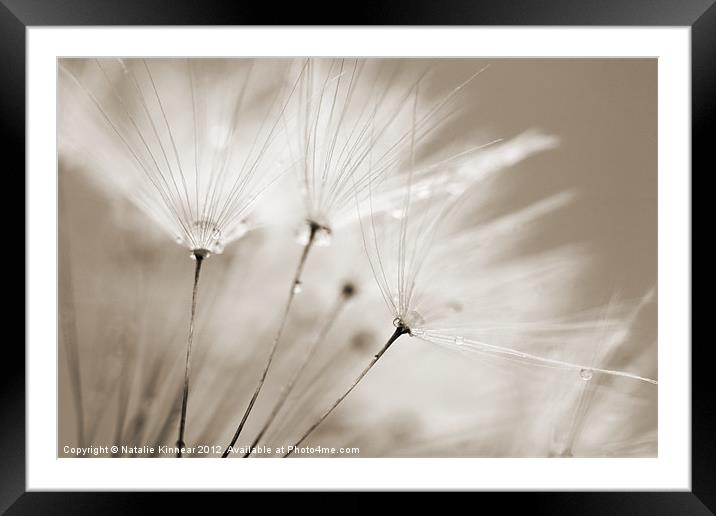 Sepia Dandelion Clock with Water Droplets Framed Mounted Print by Natalie Kinnear