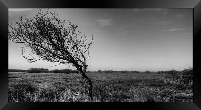 Windswept Tree Framed Print by Dean Messenger