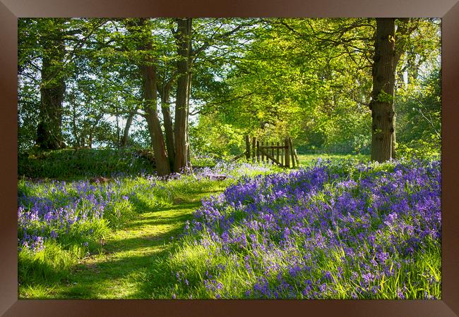 Sussex Bluebell Woods Framed Print by Phil Clements