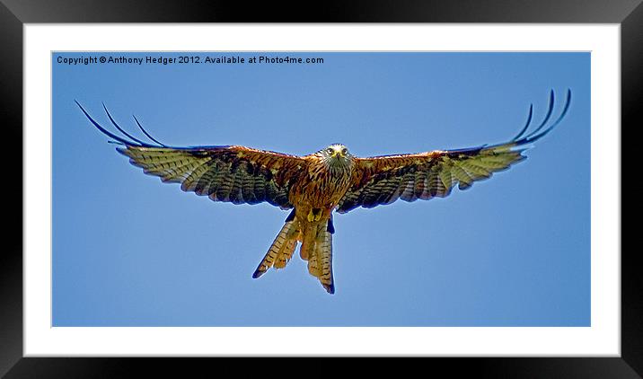 The Red Kite Framed Mounted Print by Anthony Hedger
