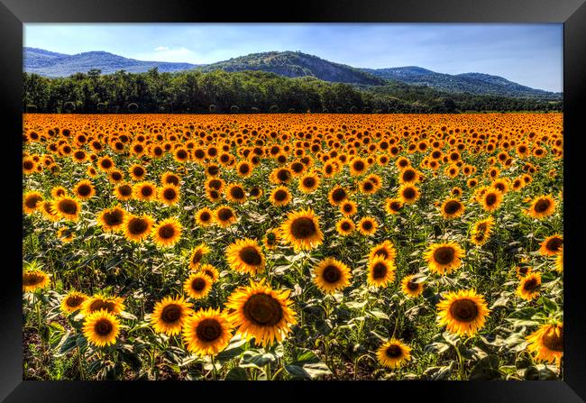 Sunflower Fields Of Summer  Framed Print by David Pyatt