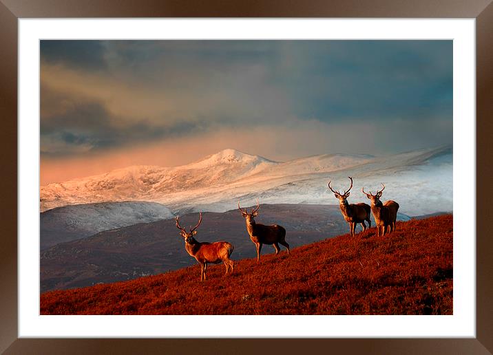 Bachelor group of stags Framed Mounted Print by Macrae Images