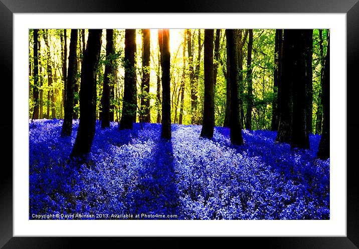 BLUEBELL WOOD Framed Mounted Print by David Atkinson