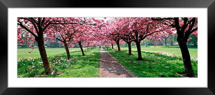 Cherry Trees and Shadows on The Stray, Harrogate Framed Mounted Print by Paul M Baxter